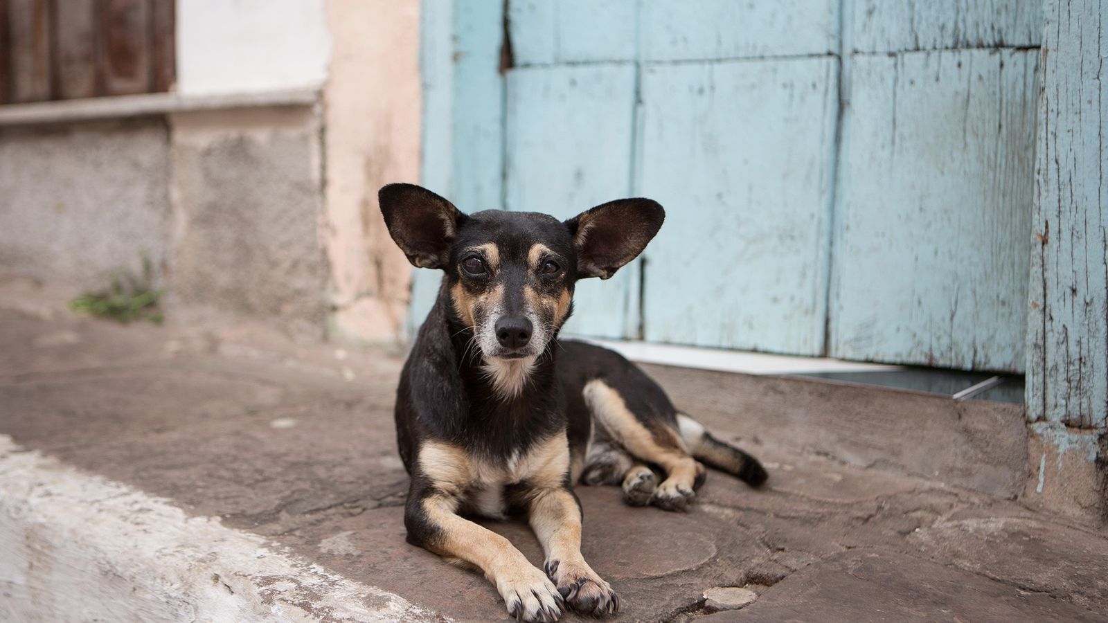 PROYECTO DE CONTROL DE POBLACIÓN CANINA Y BIENESTAR ANIMAL